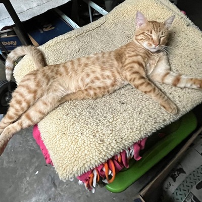 Simba