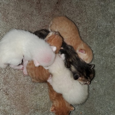 Cantaloupe’s litter