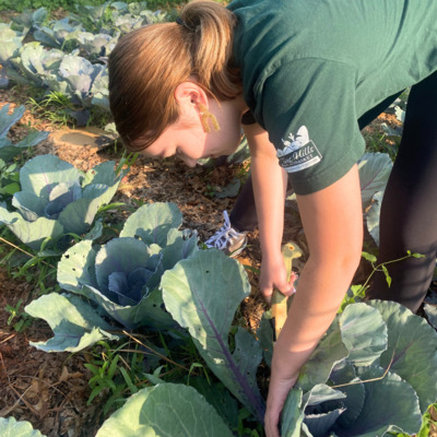 Volunteer harvesting from FHBB's garden.
