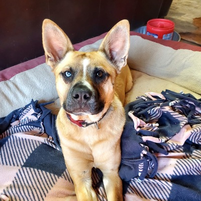 Sookie